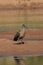 Brown heron standing near the water in the Kruger National Park body on a sunny day