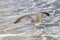 Brown Herring Gull flies over sandy beach of the Baltic Sea with waves