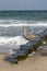 Brown Herring Gull stands screaming on the sandy beach of the Baltic Sea