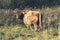 Brown highland Cow glancing back at camera