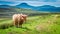 Brown highland cow in Scotland in UK