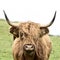 Brown highland cow in square format