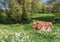 Brown Holstein cow eating cow parsley in Groningen
