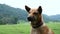 A brown homeless and hungry dog sits to the foreground waiting for people to share their food at camping spot in one of the touris