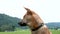 A brown homeless and hungry dog sits to the foreground waiting for people to share their food at camping spot in one of the touris