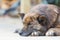 Brown homeless Thai dog sleeping on the floor