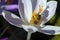 Brown honey bee, Apis mellifera, collecting pollen from a purple crocus flower in springtime, view from above