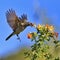 Brown Honeyeater