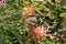 Brown honeyeater bird