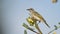 Brown Honeyeater with blue sky and copy space