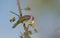 Brown Honeyeater feeding on flower nectar