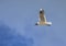 Brown hooded deagull flying in the sky