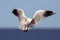 Brown hooded gull