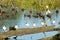 Brown Hooded Gull Colony - Chile