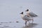 Brown-hooded Gull in the Falkland Islands