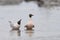 Brown-hooded Gull in the Falkland Islands