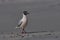 Brown-hooded Gull in the Falkland Islands