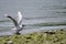 Brown-hooded gull flapping wings in the coast.