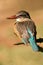 Brown-hooded Kingfisher