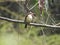 Brown-hooded Kingfisher, Arusha, Tanzania