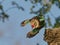 Brown hooded Kingfisher diving for prey