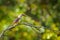 Brown-hooded kingfisher, Halcyon albiventris, bird in the nature habitat. Kingfisher sitting on the branch, forest in the backgrou