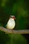 Brown-hooded Kingfisher, Halcyon albiventris, detail of exotic african bird sitting on the branch in the green nature habitat