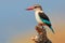 Brown-hooded kingfisher - Kruger National Park