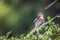 Brown-hooded Kingfisher in Kruger National park, South Africa