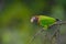 Brown-hooded Parrot.