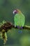 Brown-hooded Parrot  838049