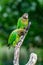 Brown-hooded Parrot, Pionopsitta haematotis,