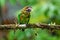 Brown-hooded Parrot, Pionopsitta haematotis,