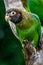 Brown-hooded Parrot, Pionopsitta haematotis,