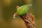 Brown-hooded Parrot, Pionopsitta haematotis, portrait light green parrot with brown head. Detail close-up portrait bird. Bird from