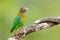 Brown-hooded Parrot, Pionopsitta haematotis, portrait light green parrot with brown head. Detail close-up portrait bird. Bird from