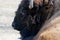 Brown horned buffalo lies on the sand