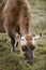 Brown horned cow feeds from grass in meadow