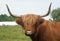 brown horned cow long horns grass
