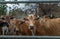 Brown horned cows of native species in the cattlepen at farm. Cow farm for food Native cattle farms of rural Thai people