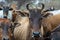 Brown horned cows of native species in the cattlepen at farm. Cow farm for food Native cattle farms of rural Thai people