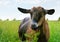 A brown hornless goat eating grass and tansy in the meadow