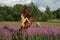 Brown hors on hind legs, beautiful woman with long hair in yellow dress riding bareback a horse in among purple flowers