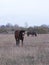 Brown horse in the autumn field. Overcast weather