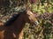 brown horse on the background of colorful bushes