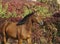 Brown horse on the background of colorful bushes