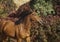 Brown horse on the background of colorful bushes