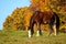 A brown horse with a background of fall foliage near Carousel Park, Pike Creek, Delaware, U.S