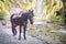 Brown horse on the background of mountains and waterfall