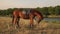 Brown horse on a background of pond and trees.